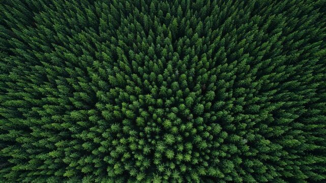 Aerial view of a dense evergreen forest with tall pine trees