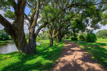 Naklejka premium Path runs through a park with trees on either side