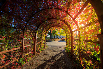 Walkway with a vine archway and leaves of different colors