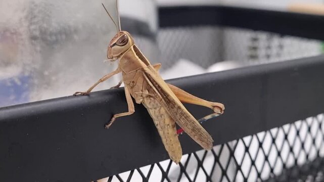 Macro photo of grasshopper on metal surface in natural light