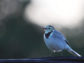 bird white wagtail in evening photoshoot