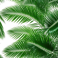 Lush green palm fronds creating a tropical botanical pattern
