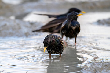 badende Stare // Bathing Starlings (Sturnus vulgaris) - Donaudelta, Rumänien