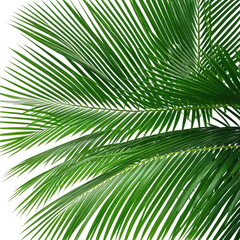 Palm fronds Deep green, ribbed texture against a dark background
