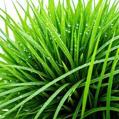 Grass cluster covered in small, round dewdrops close-up
