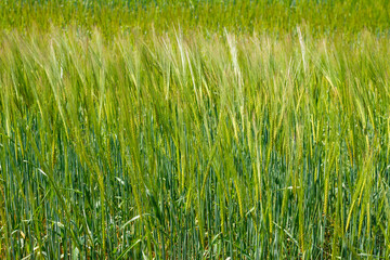 A vibrant green field of young grain stretching under natural daylight. This agricultural landscape showcases healthy, ripening crops, symbolizing growth and abundance in nature