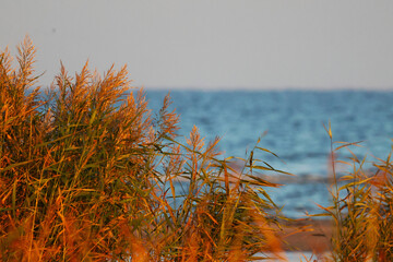 yellow grass in the sea