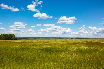 A scenic view of a vast green field of young grain under a bright blue sky dotted with fluffy white clouds. Distant trees and a horizon line complete this serene summer landscape