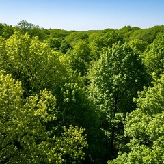 Obraz premium Lush Green Canopy - A Vibrant Forest View.