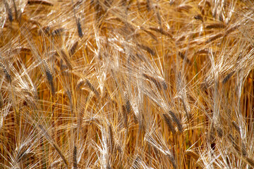 Ears of wheat swaying in the wind under the summer sun
