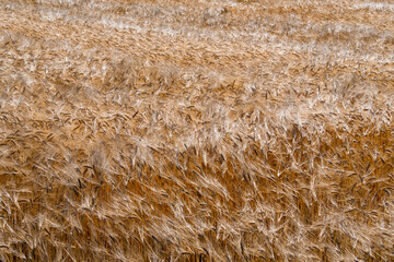 Golden wheat swaying in the summer sun