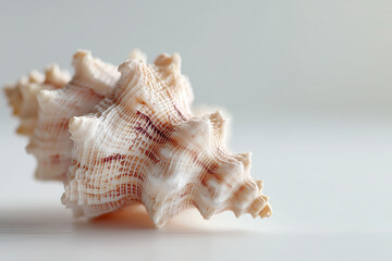 Obraz premium Close-up of natural seashell on neutral background. Minimal beach-inspired composition symbolizing vacation and marine nature