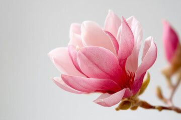 Fototapeta premium Delicate pink magnolia blossoms isolated on clean white background. Minimal floral composition symbolizing elegance and spring beauty