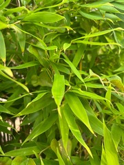 Bamboo trees in japan