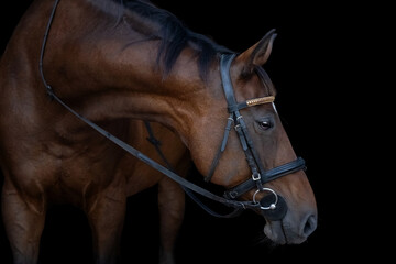 Obraz premium Brown horse portrait in black background, fine art style