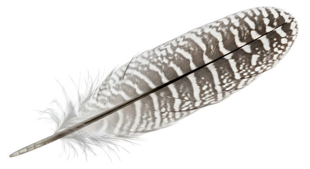 Decorative Feather Plume Texture Pattern Fine Art Element Design Fluffy Light