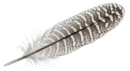 Decorative Feather Plume Texture Pattern Fine Art Element Design Fluffy Light