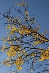 Yellow aspen branches against the sky