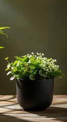 Green plant in black pot on wooden surface against dark green wall.
