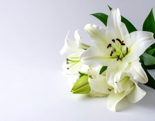 白い背景に白いユリの花束のクローズアップ