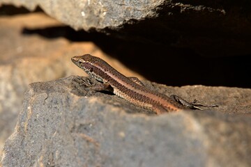 lizard on rock