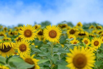 青空バックに見るちょうど見頃の満開のヒマワリの情景