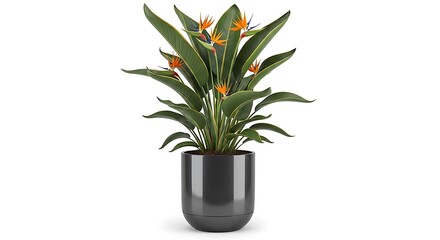 Elegant Bird of Paradise Plant in Modern Dark Gray Pot.