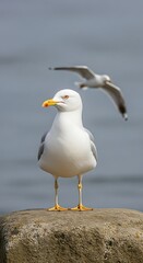 Obraz premium Seagull Standing Tall - A Coastal Bird Portrait.