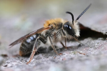 Closeup on a male Red-tailed mining bee, Andrena haemorrhoa