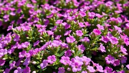 Fototapeta premium Closeup Vibrant Purple Flower Cluster with Green Stems