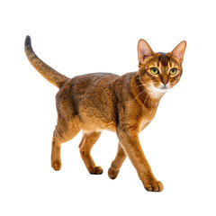 Graceful, alert, ruddy-colored cat walking forward on a plain backdrop