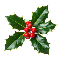 Close-up of holly sprig with red berries and green leaves
