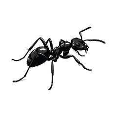 ant vector with white background