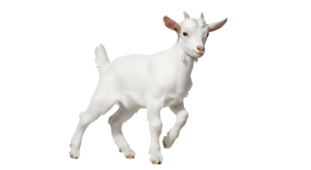 Cute Goat Kid Running Adorable Farm Animal Mammal Livestock Young Animal