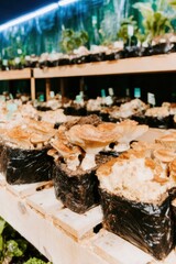 Premium Urban Mushroom Farming Indoor Cultivation Modern Sustainable Food Innovation Inspiring Young Professionals for Marketing and Social Media Campaigns