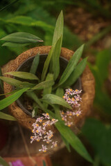 Flores en maceta natural