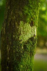 Musgo en la corteza