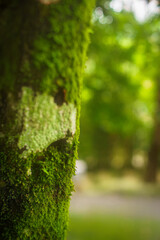 Musgo en el tronco