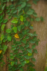 Hojas en la corteza del árbol 