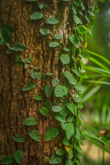 Árbol y enredaderas 