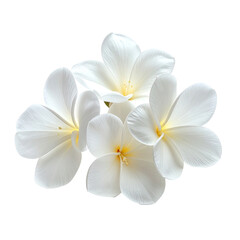 Fototapeta premium Close-up of white plumeria flowers against a black background