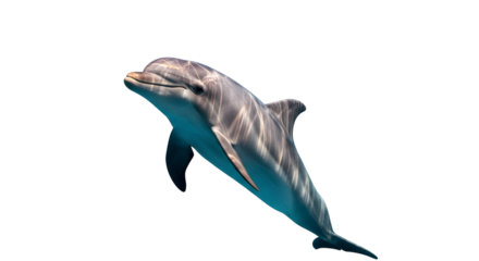 Dolphin Portrait Swimming Marine Life Ocean Mammal Underwater Marine Animal