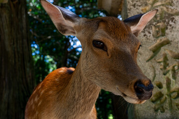 Deer among stone lanterns in Nara, Japan