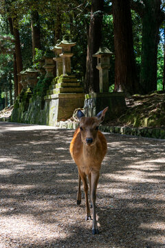 Deer at Kasuga Taisha Shrine Path in Nara, Japan