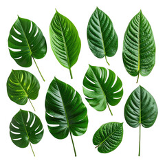 Obraz premium Lush, vibrant green leaves, isolated on black background