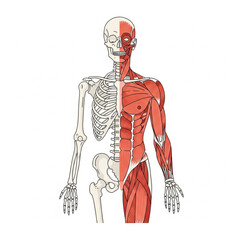 Illustration of human anatomy showing skeleton and muscles.