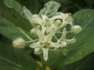 Fototapeta premium A simple and beautiful flower of Calotropis gigantea.