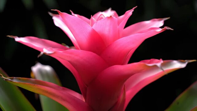 Close Up of Pink Bromeliad Flower Blooming, Macro Shot