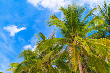 coconuts on palm trees on the background a blue sky in the tropics in summer