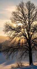 Winter Solstice Silhouette - A Bare Tree Against a Golden Sky.